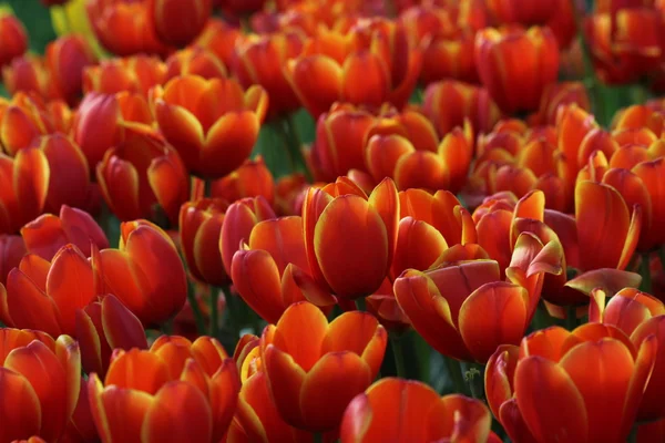 Bunte Tulpen im Garten hautnah erleben — Stockfoto