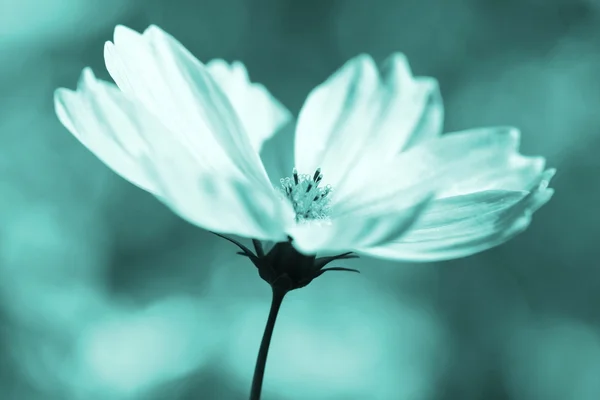 Abeille pollinisée sur fleur de cosmos violet profond — Photo