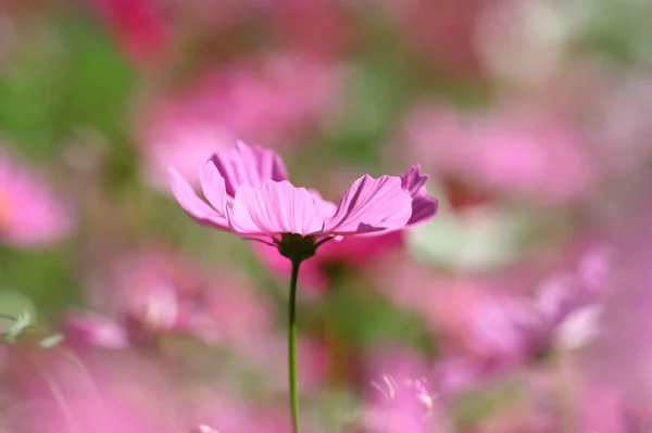 Abeja polinizada sobre flor profunda del cosmos púrpura — Foto de Stock