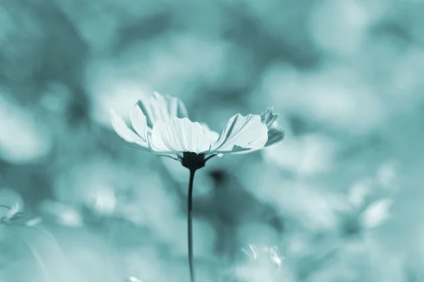 Abelha polinizada em flor de cosmos roxo profundo — Fotografia de Stock