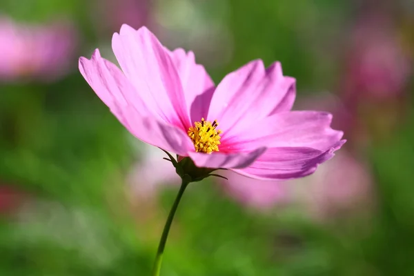 Abeja polinizada sobre flor profunda del cosmos púrpura —  Fotos de Stock