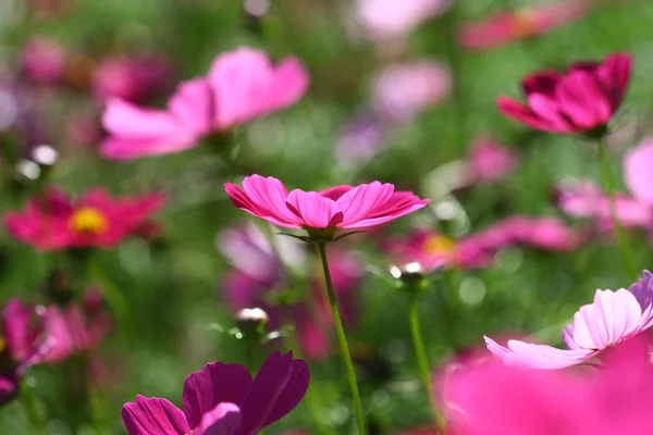 Abelha polinizada em flor de cosmos roxo profundo — Fotografia de Stock