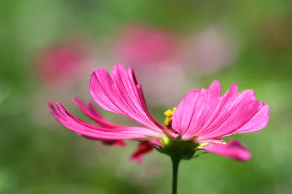 Abeja polinizada sobre flor profunda del cosmos púrpura —  Fotos de Stock