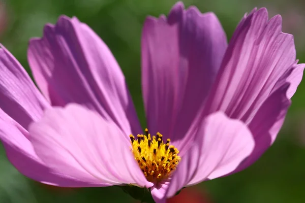 Abeja polinizada sobre flor profunda del cosmos púrpura —  Fotos de Stock