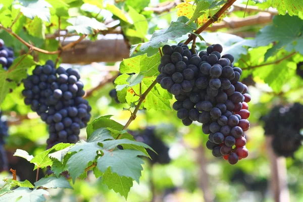 Uva negra en el jardín, uva de vino — Foto de Stock