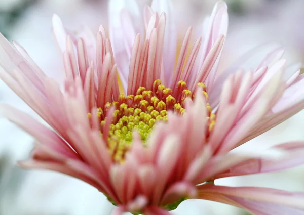 Close-up van roze bloem verlof in tuin — Stockfoto