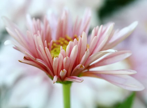 Cerrar rosa flor dejar en el jardín —  Fotos de Stock