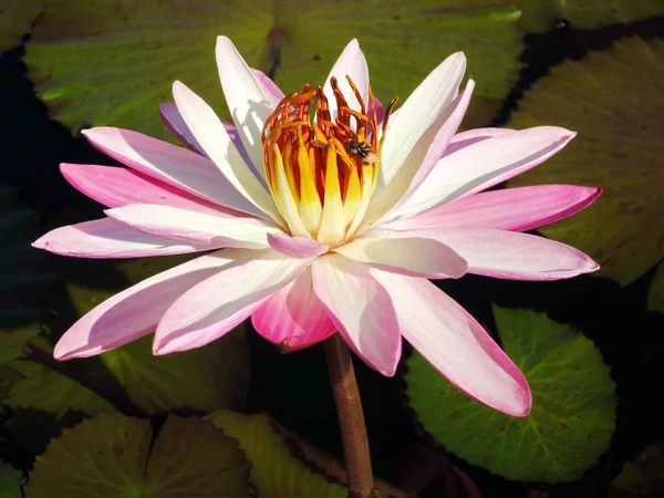 Lotusblume auf dem Wasser — Stockfoto