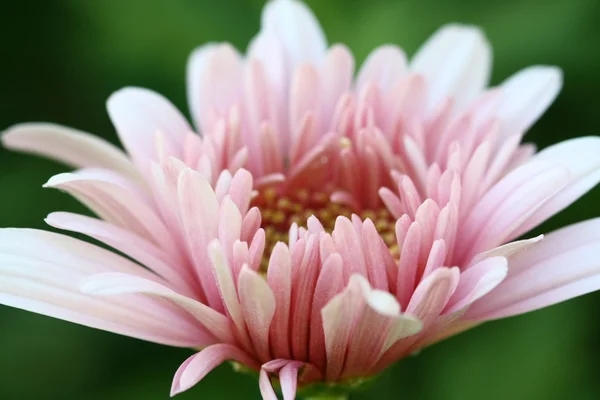 Close-up van roze bloem verlof in tuin — Stockfoto