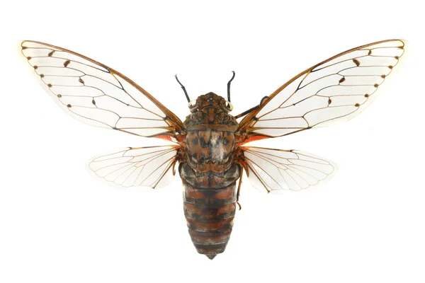 Барвиста цикада ізольована на білому тлі — стокове фото