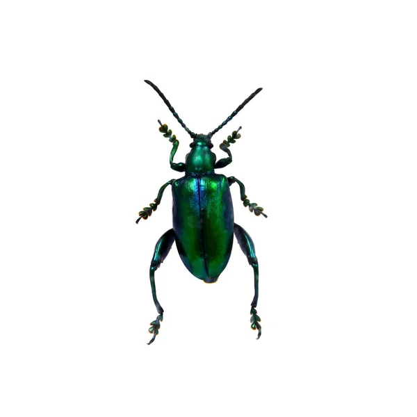 白地に隔離された甲虫 — ストック写真