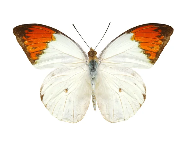 Bunte Schmetterling isoliert auf weiß — Stockfoto