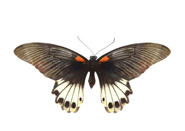 Borboleta colorida isolada em branco — Fotografia de Stock