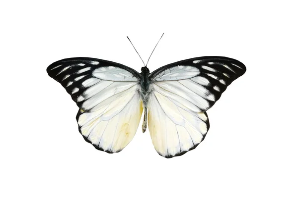 Mariposa colorida aislada en blanco — Foto de Stock