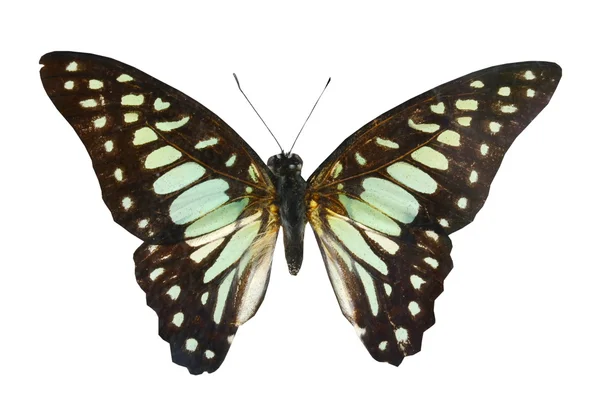 Bunte Schmetterling isoliert auf weiß — Stockfoto