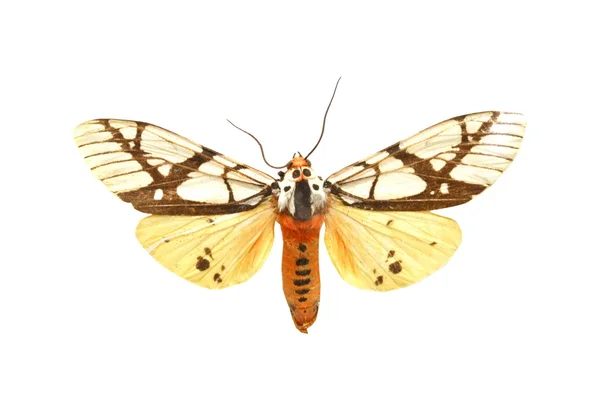 Beyaz izole renkli kelebek — Stok fotoğraf