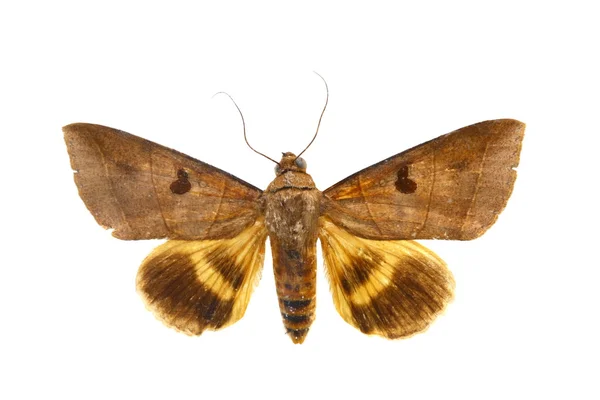 Mariposa colorida aislada en blanco — Foto de Stock