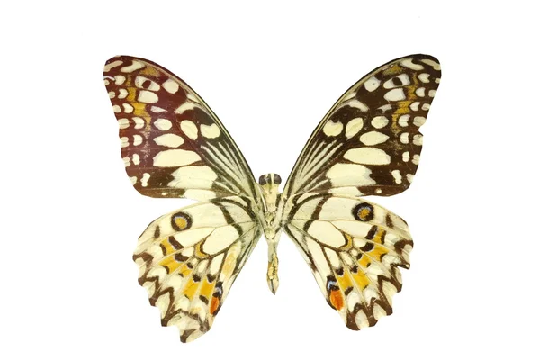 Πολύχρωμο πεταλούδα που απομονώνονται σε λευκό — Φωτογραφία Αρχείου