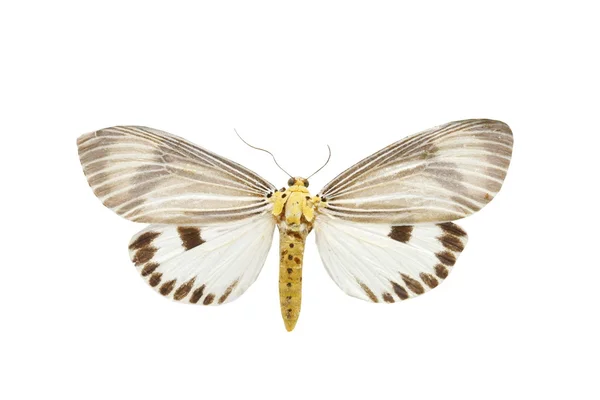 Farfalla colorata isolata su bianco — Foto Stock