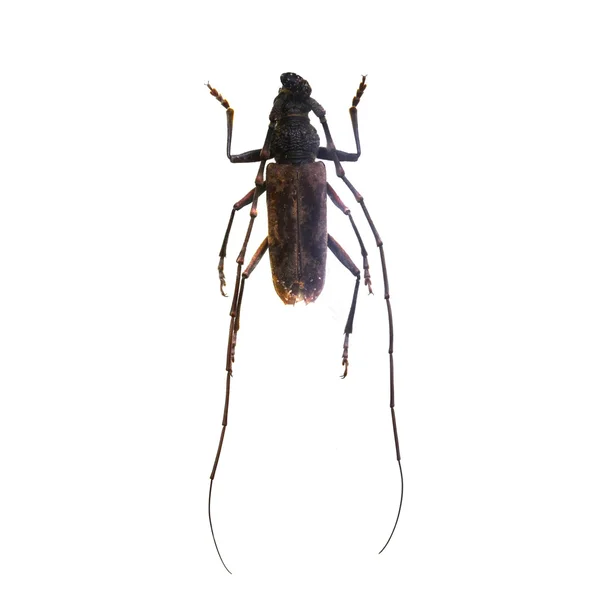 Käfer isoliert auf weißem Hintergrund — Stockfoto