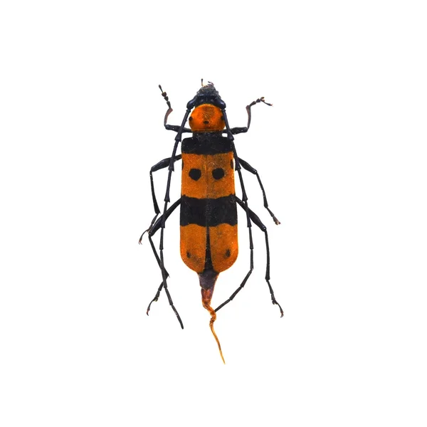 白地に隔離された甲虫 — ストック写真