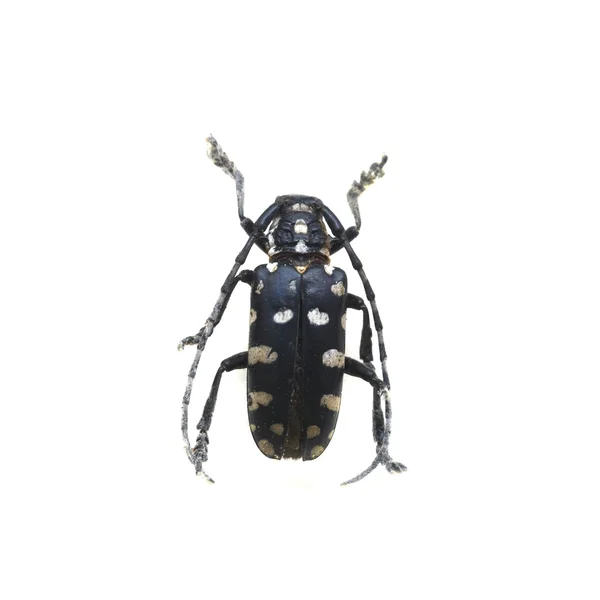 在白色背景上隔离的甲虫 — 图库照片