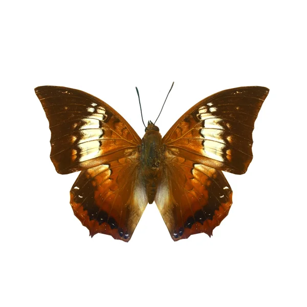 Bunte Schmetterling isoliert auf weiß — Stockfoto