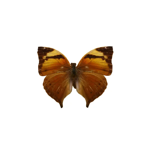 Bunte Schmetterling isoliert auf weiß — Stockfoto