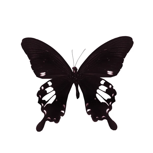 Красочная бабочка, изолированная на белом — стоковое фото