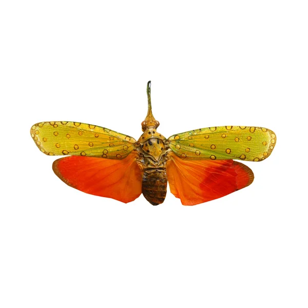 Красочные цикады изолированы на белом фоне — стоковое фото