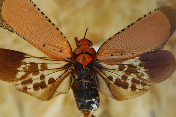 Värikäs cicada eristetty valkoisella taustalla — kuvapankkivalokuva