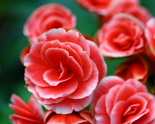 Close up pink Fairy Rose in garden — Stock Photo, Image