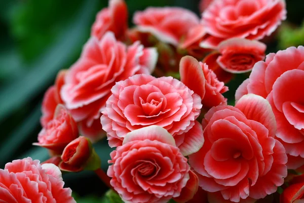 Bliska róża różowa wróżka w ogrodzie — Zdjęcie stockowe