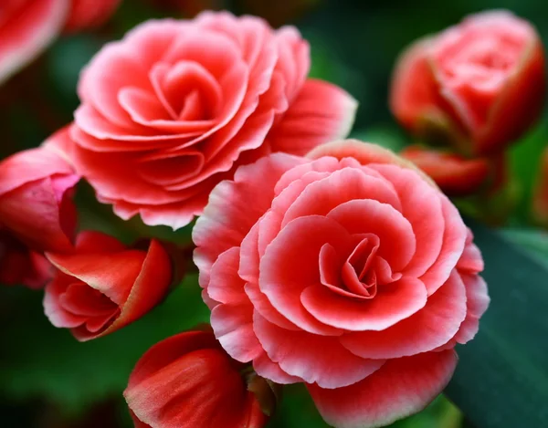 Close up pink Fairy Rose in garden — Stock Photo, Image