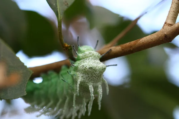 Cerca de gusano mariposa en el árbol — Foto de Stock