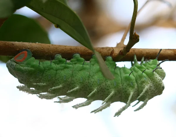 Close up butterfly worm on tree — Stock Photo, Image