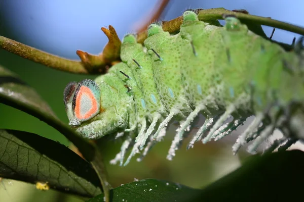 Fechar borboleta verme na árvore — Fotografia de Stock