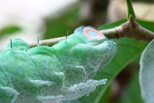 Cerca de gusano mariposa en el árbol — Foto de Stock