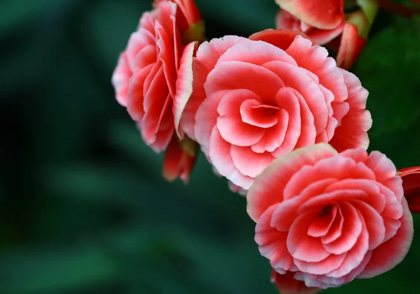 Close up pink Fairy Rose in garden — Stock Photo, Image