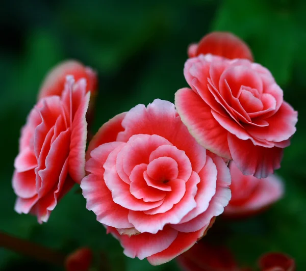 Nahaufnahme rosa Fee Rose im Garten — Stockfoto