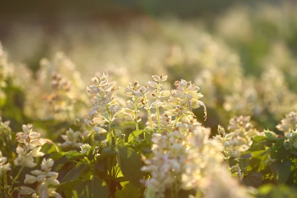 Close up dry flower in filed — Stock Photo, Image