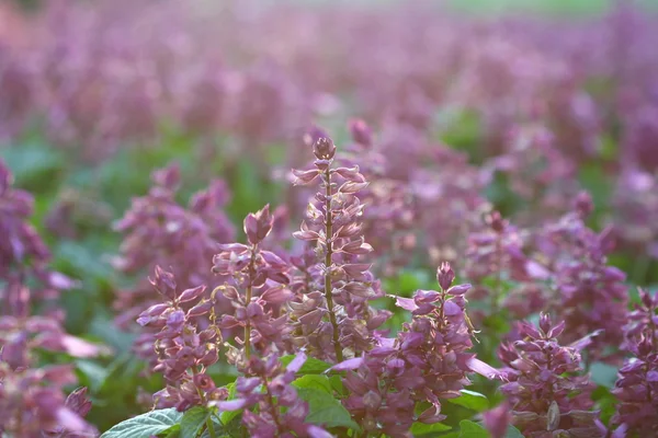 Nära håll torra blomma i arkiverade — Stockfoto