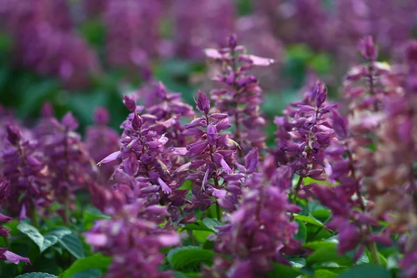 Cerca de macro flor de hierba púrpura — Foto de Stock