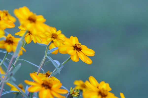 Nära håll gul blomma fältet — Stockfoto