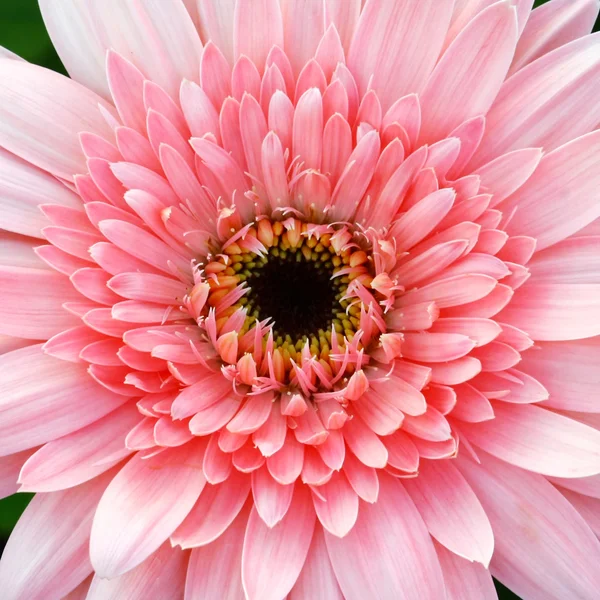 Zblízka gerbera květina v zahradě — Stock fotografie