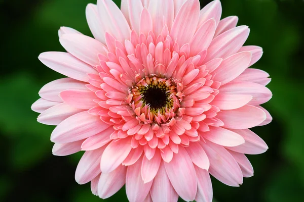 Zblízka gerbera květina v zahradě — Stock fotografie