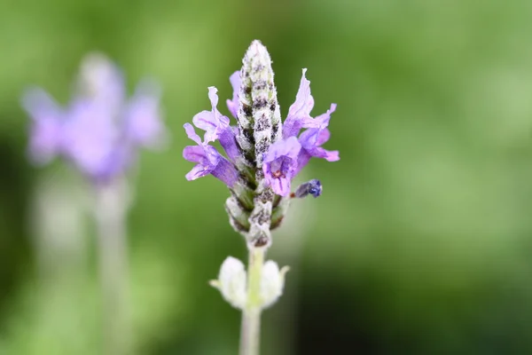 Cerca de macro flor de hierba púrpura — Foto de Stock