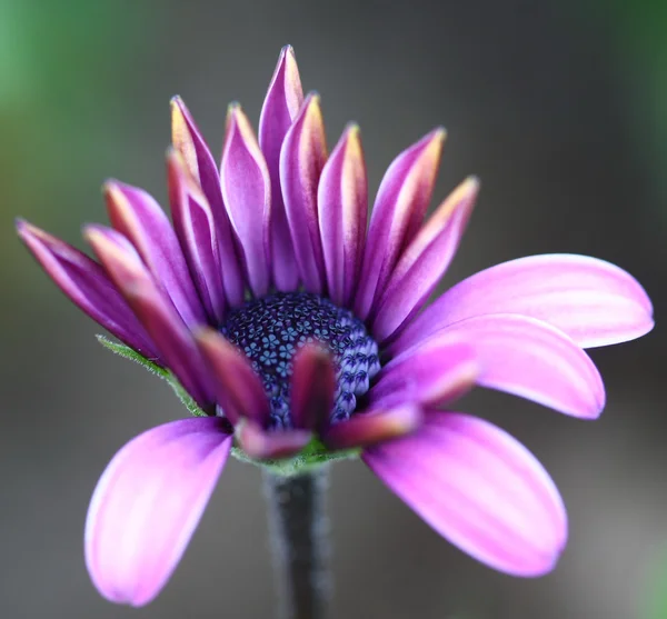 Abeja polinizada sobre flor profunda del cosmos púrpura —  Fotos de Stock