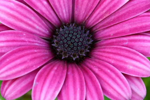 Biene bestäubt auf Deep Purple Kosmos Blume — Stockfoto