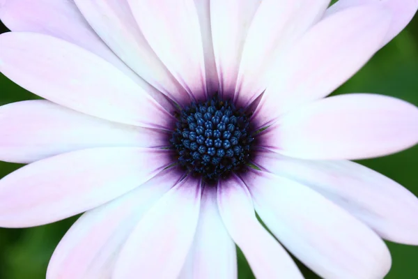 蜜蜂授粉深紫色宇宙花上 — 图库照片